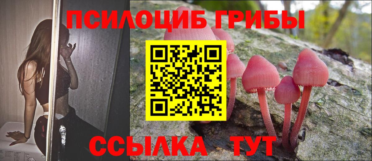 Псилоцибиновые грибы Psilocybine cubensis Истра